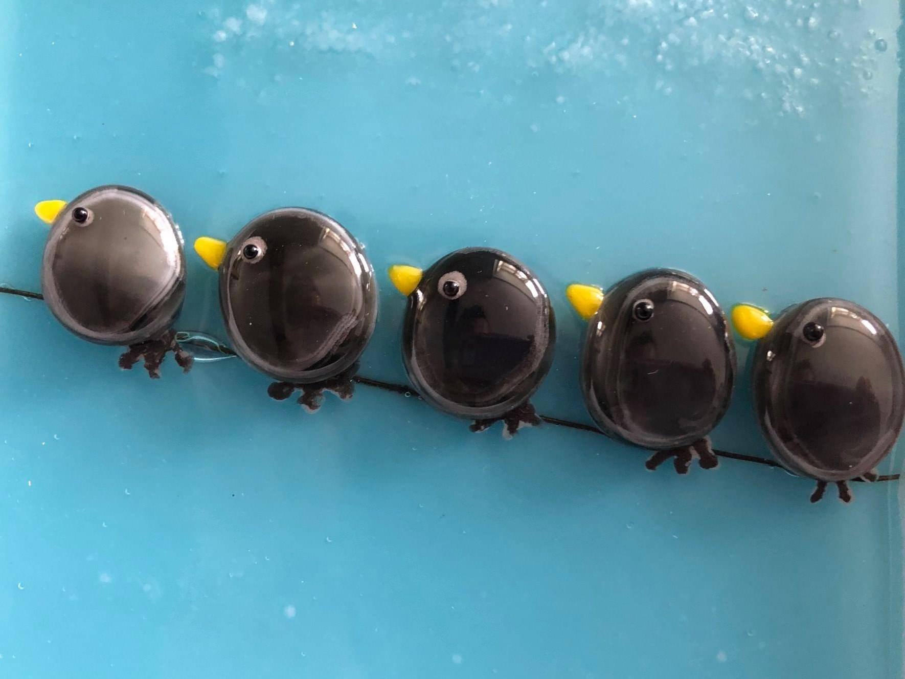 Five small toy birds with black bodies, yellow beaks, and googly eyes, lined up on a black wire against a blue background.