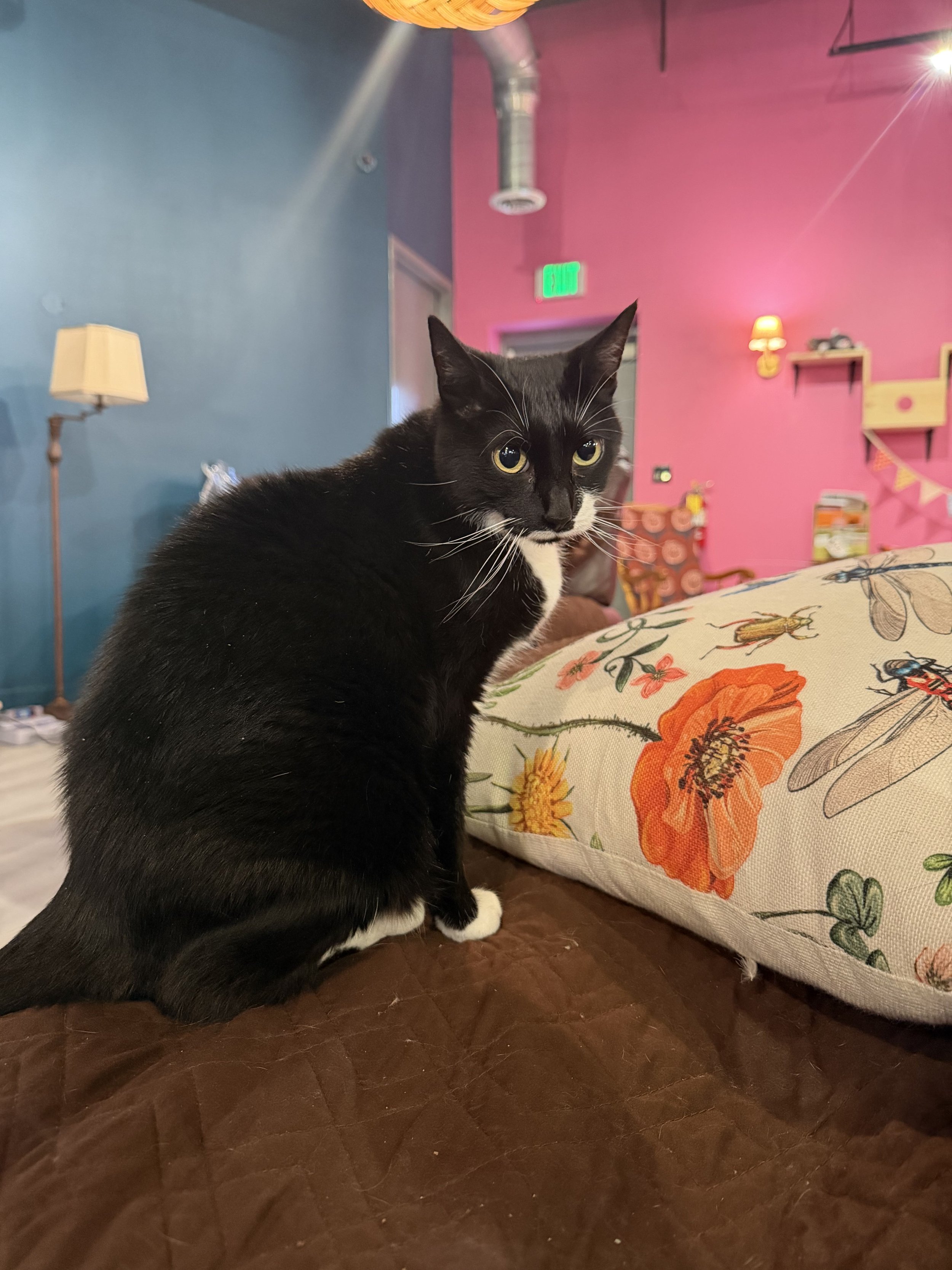 A tuxedo cat with a white smudge around her mouth sits on a couch at Cat People.
