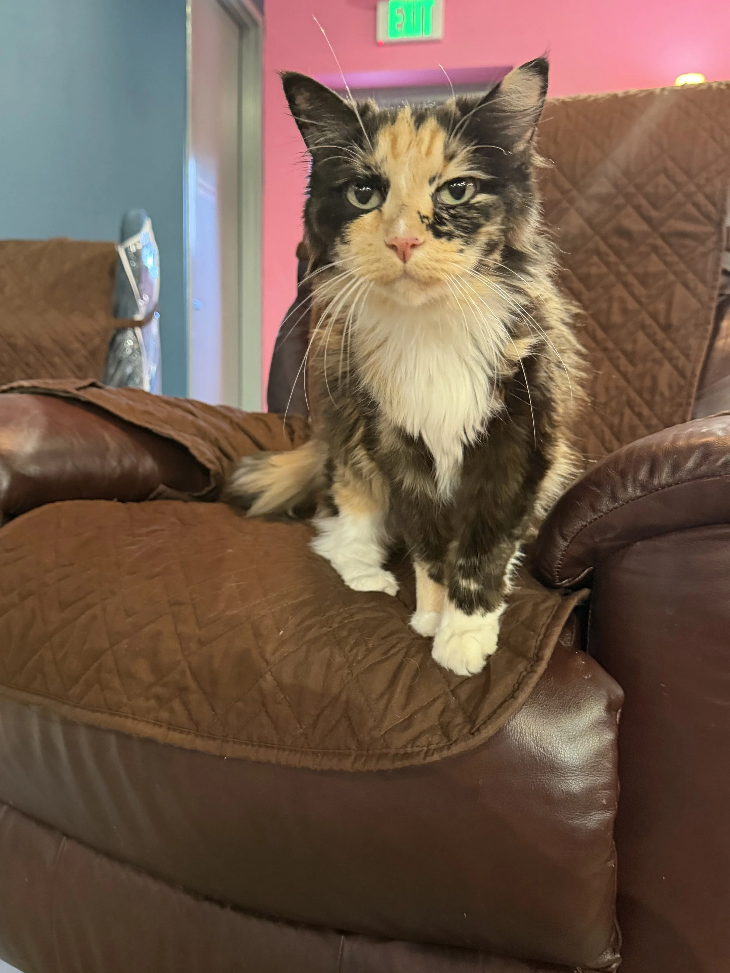 A calico cat perches on a brown recliner. She has long whiskers and beautiful colors and markings.