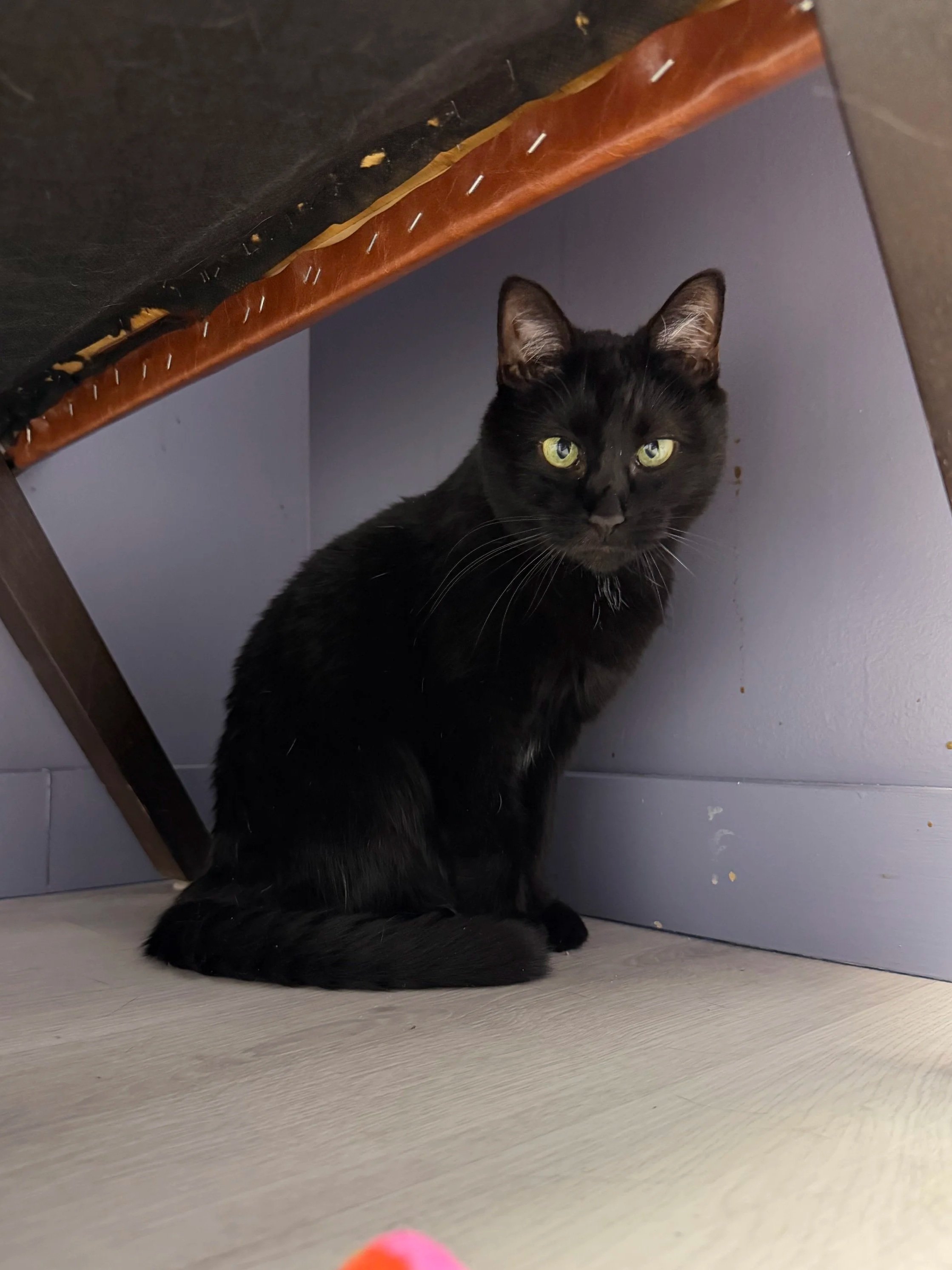 A black cat with a round face and green eyes stares at the camera.
