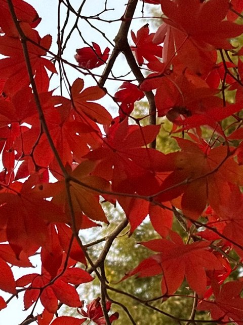 Red autumn leaves on tree branches with a blurred background of sky and other trees.