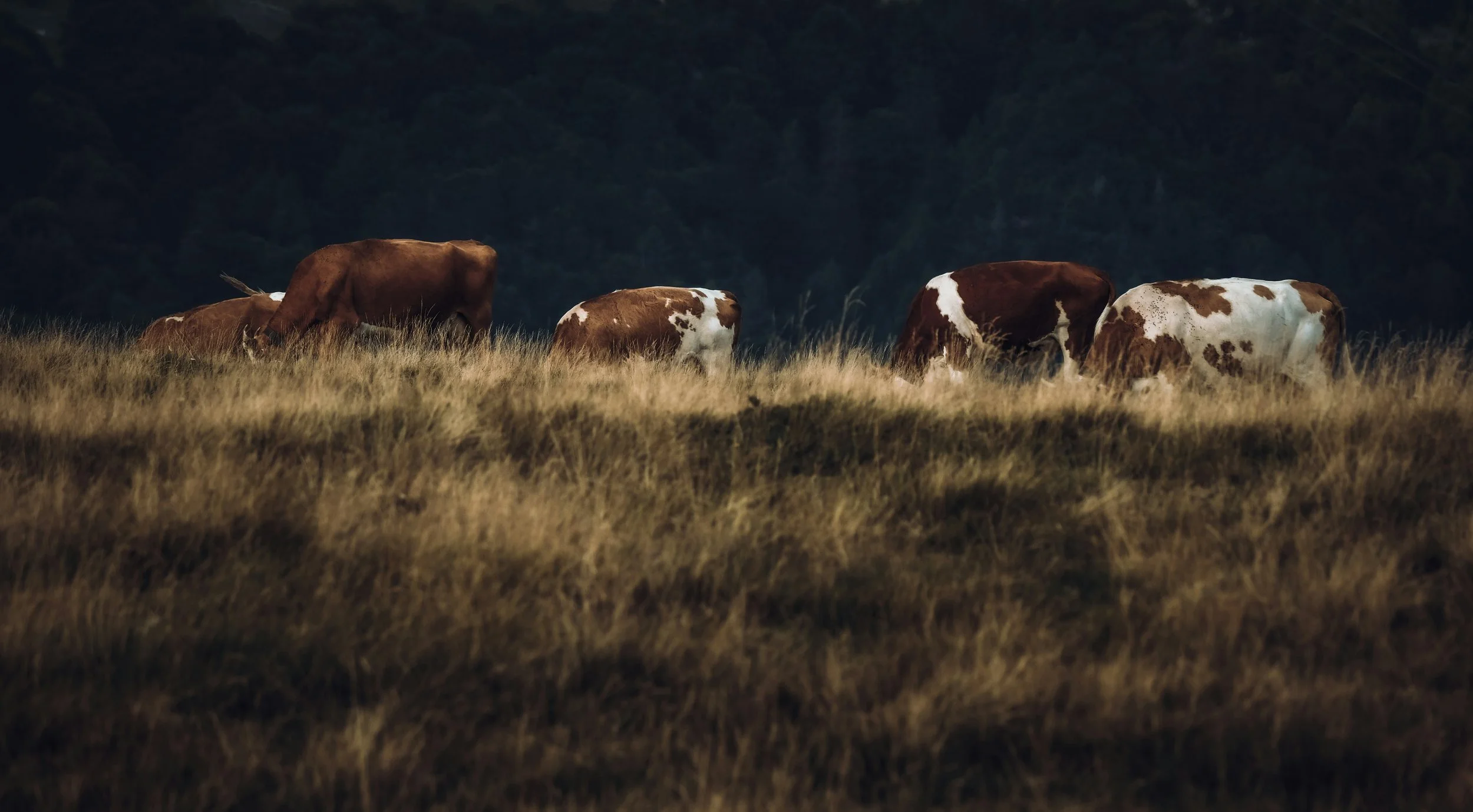 A group of cows grazing on a grassy field at dusk with a dark forest in the background.