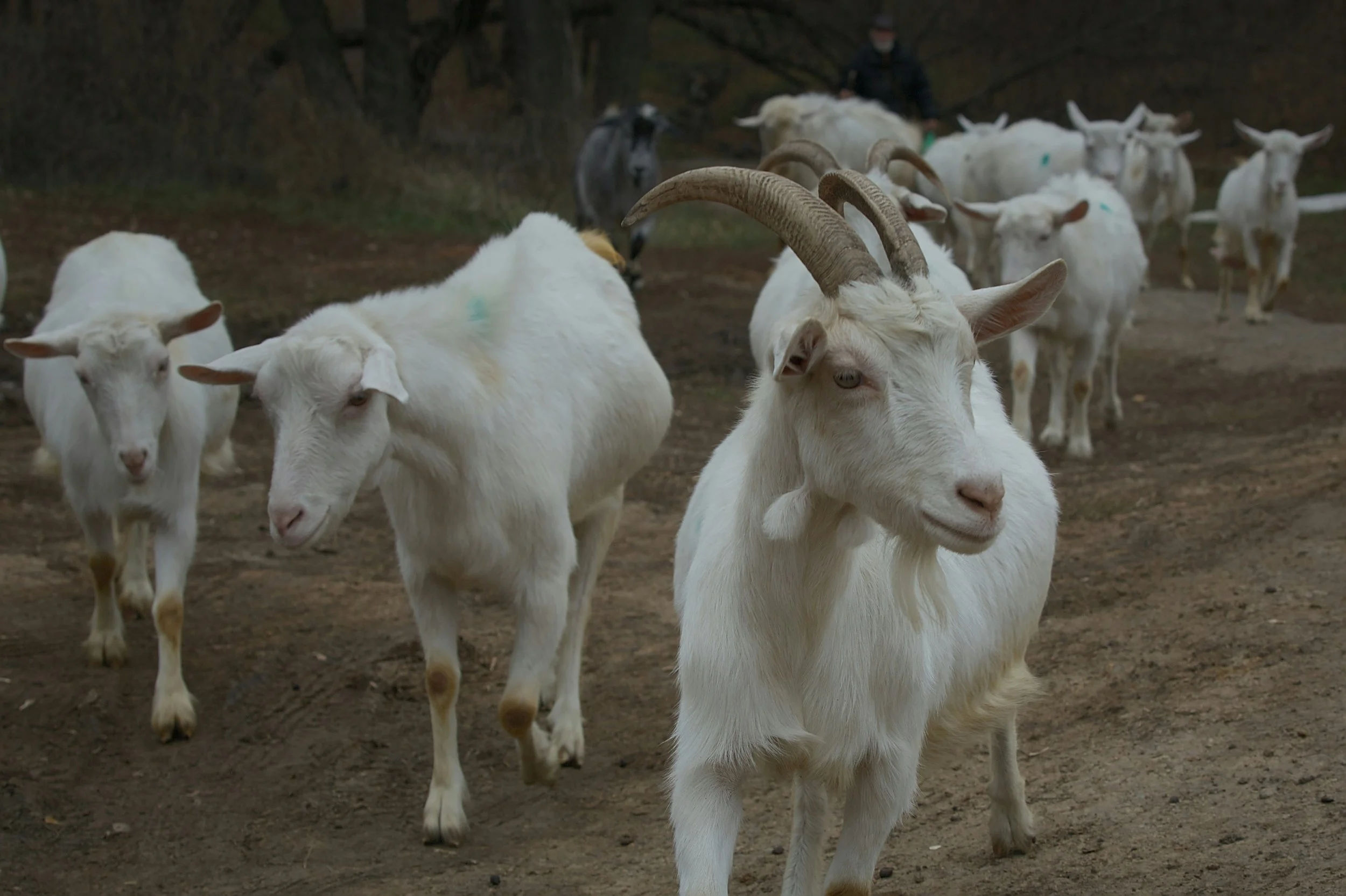 A herd of white goats walking outdoors on a dirt path, with a goat in the foreground featuring large curved horns.