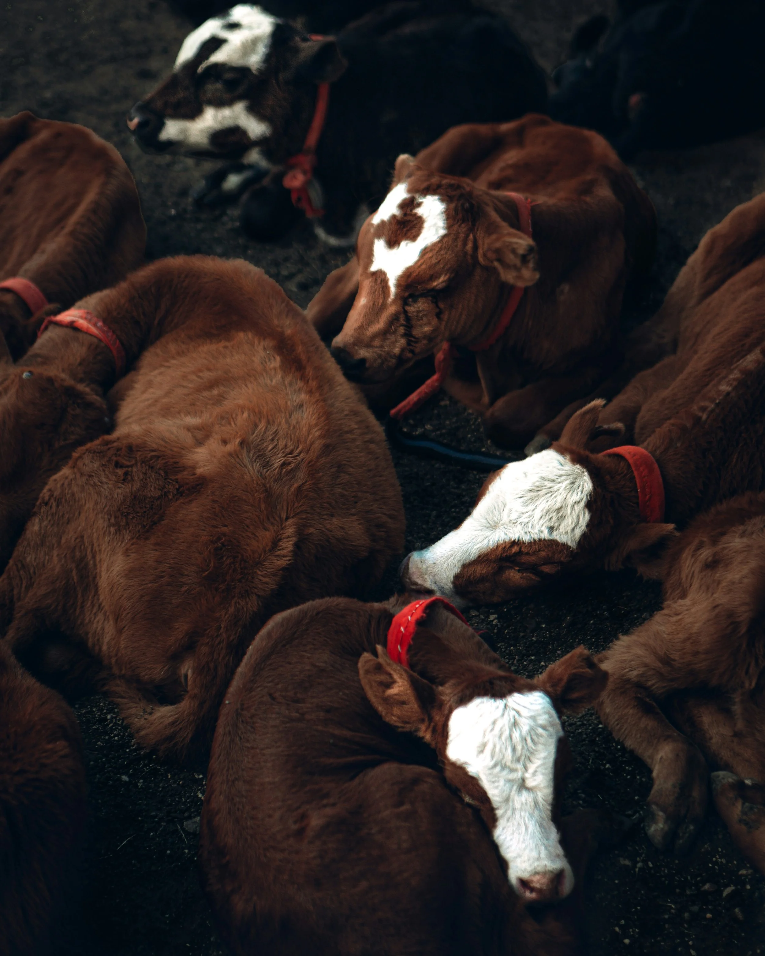 A group of brown and white calves lying on the ground, resting and sleeping.