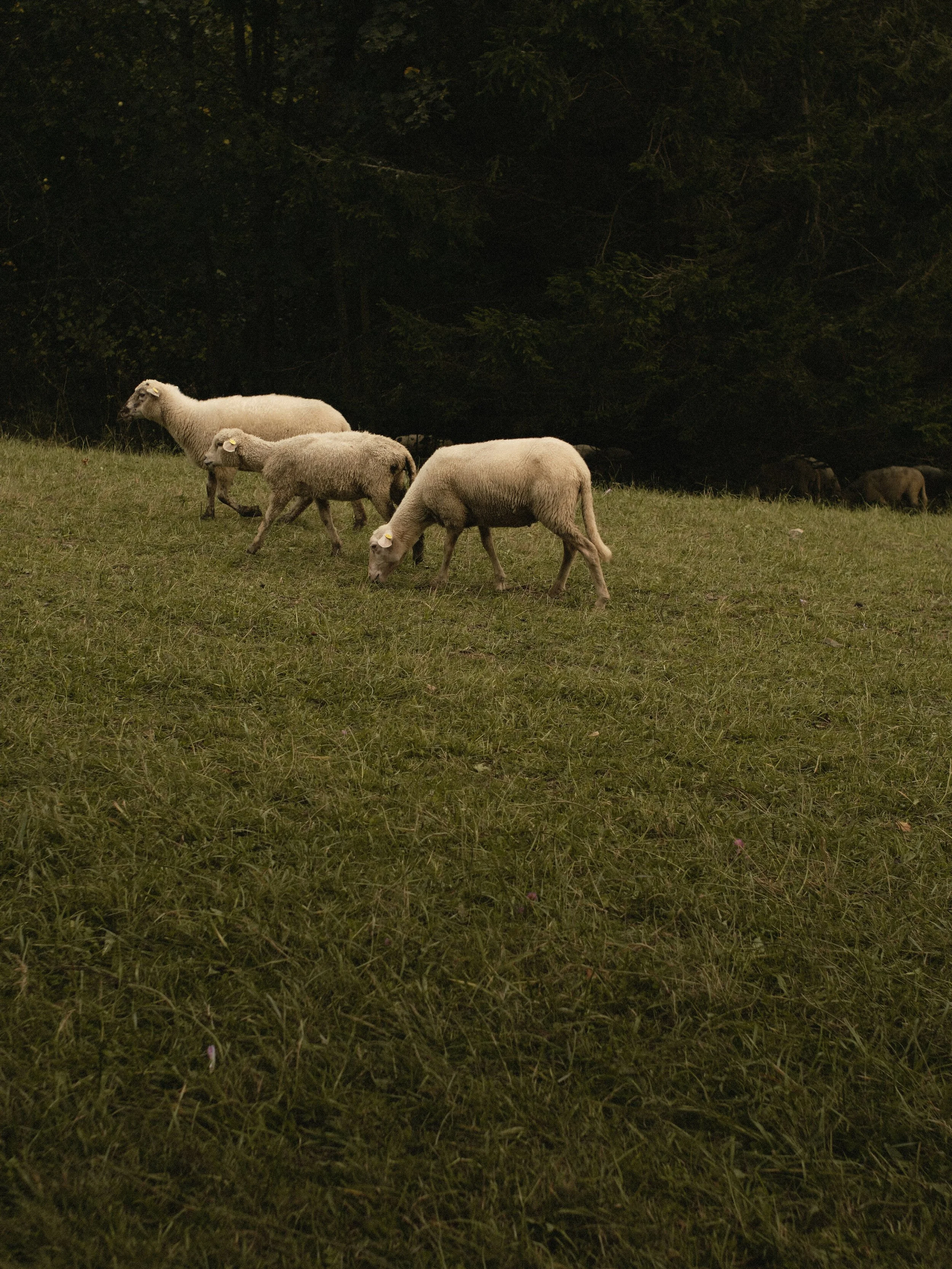 Four sheep grazing on a grassy field near a forest.