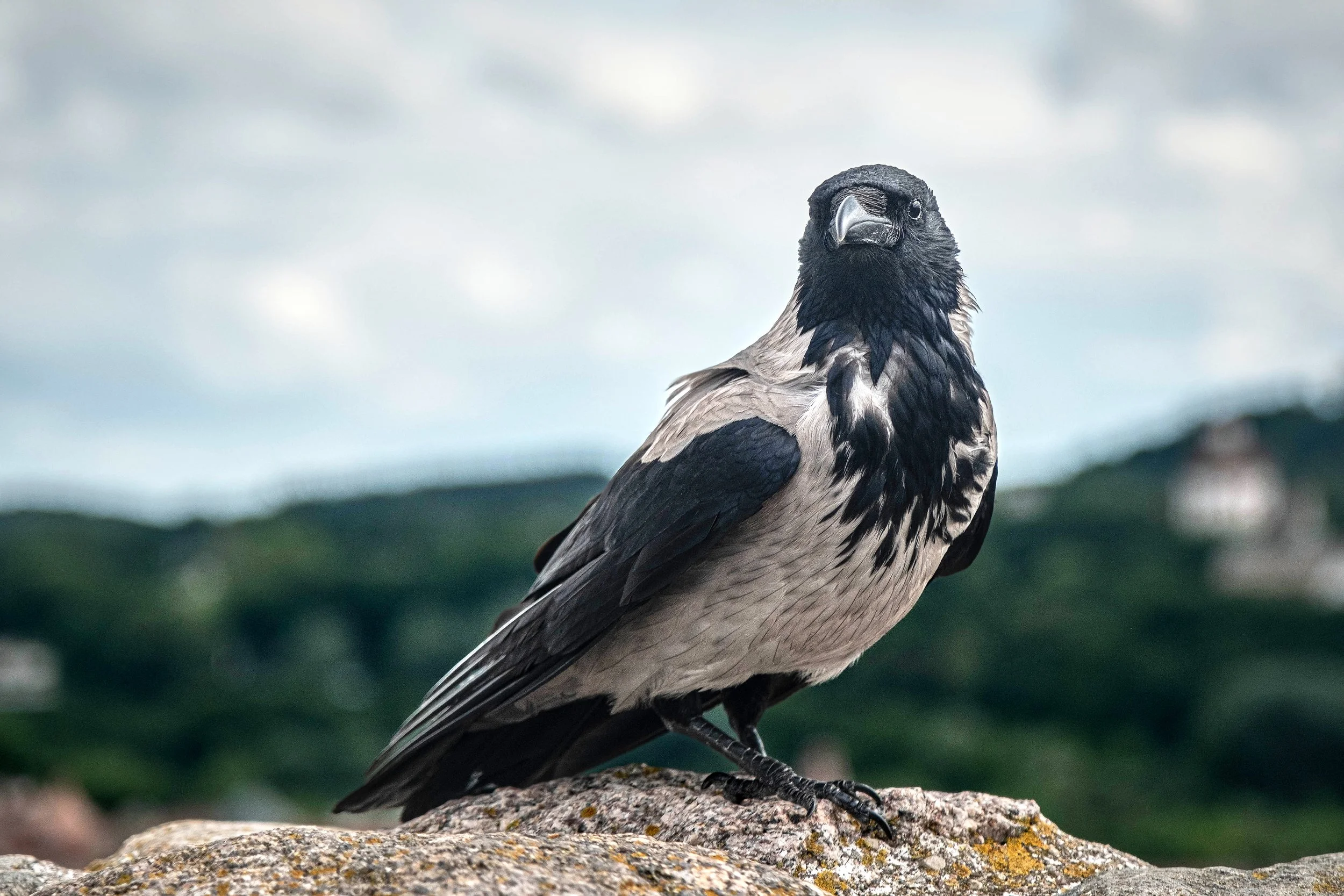 1 Hooded crow.jpg