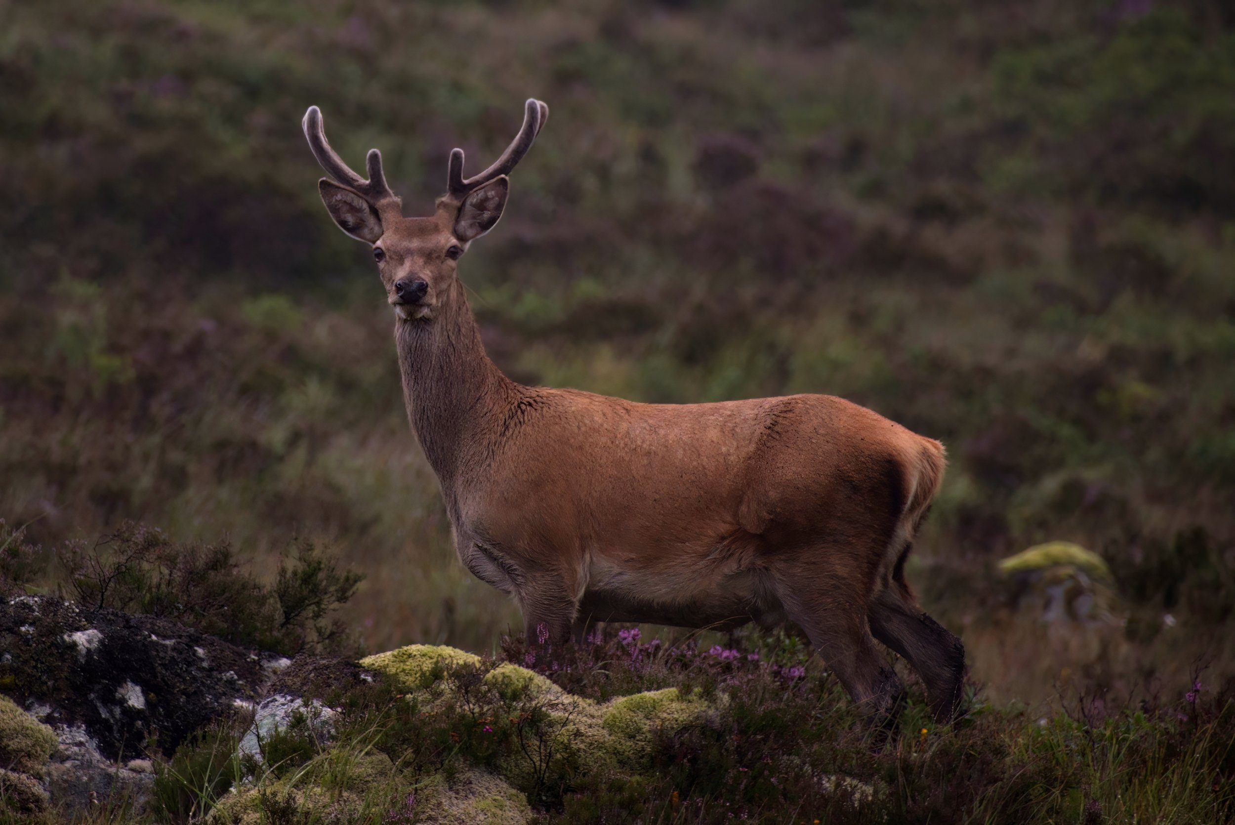 2 Rendeer.jpeg