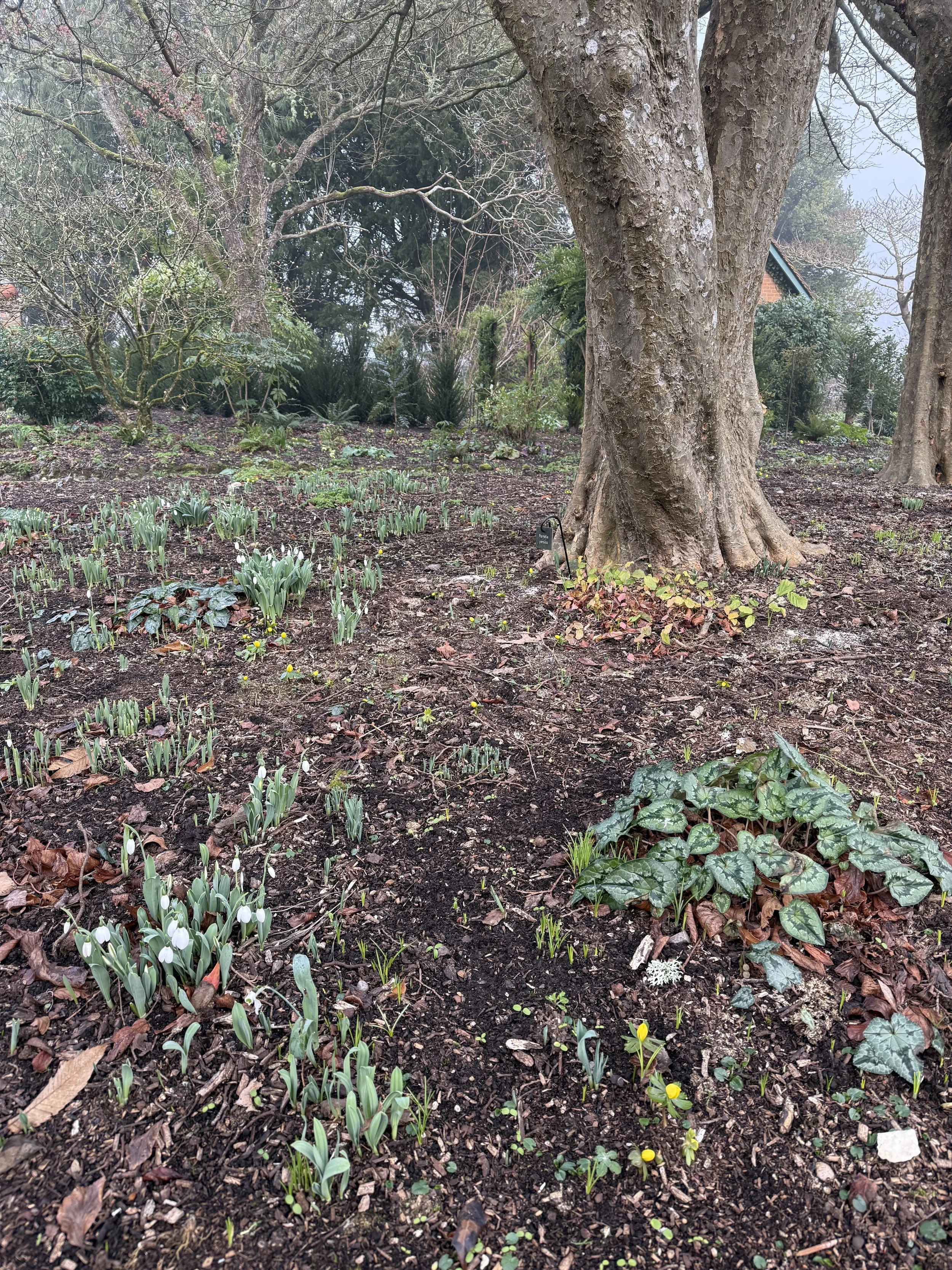 A garden scene with soil, small green plants, and blooming white flowers, including snowdrops, surrounded by trees and bushes.