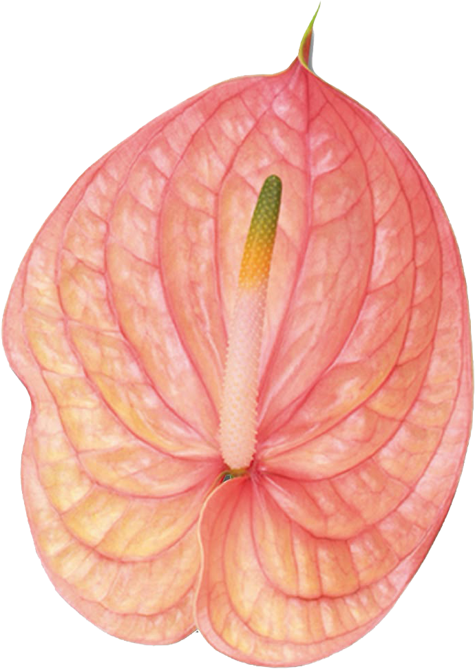Close-up of a pink anthurium flower with a central green and yellow spadix.