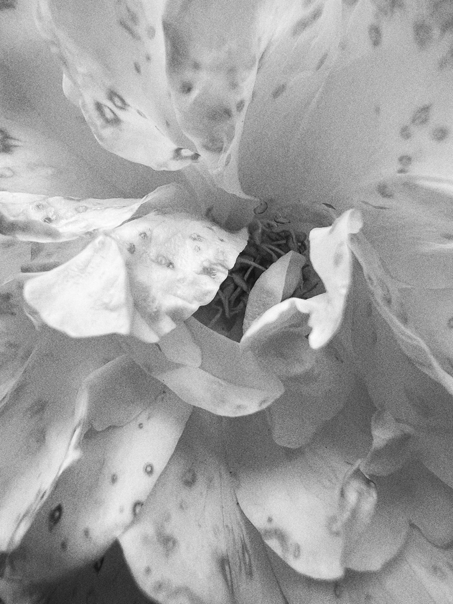 Close-up black and white photo of a flower with soft, delicate petals layered and spread out.