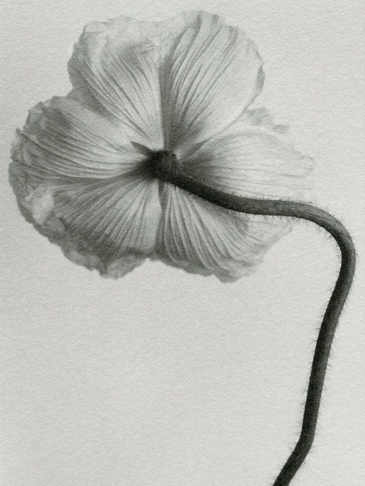 Black and white drawing of a flower with a curved stem and detailed petals.