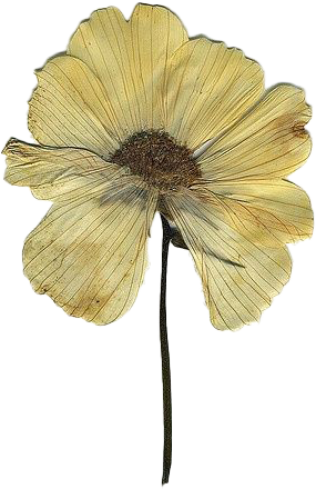 A yellow flower with slightly wilted petals and a brown center, attached to a thin stem.