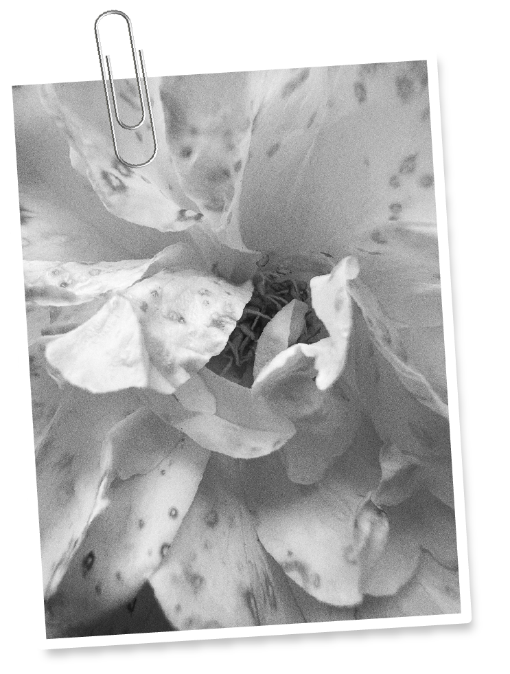 Black and white photo of folded lettuce with some tomato slices, paperclip attached, and an orange peel in the background.
