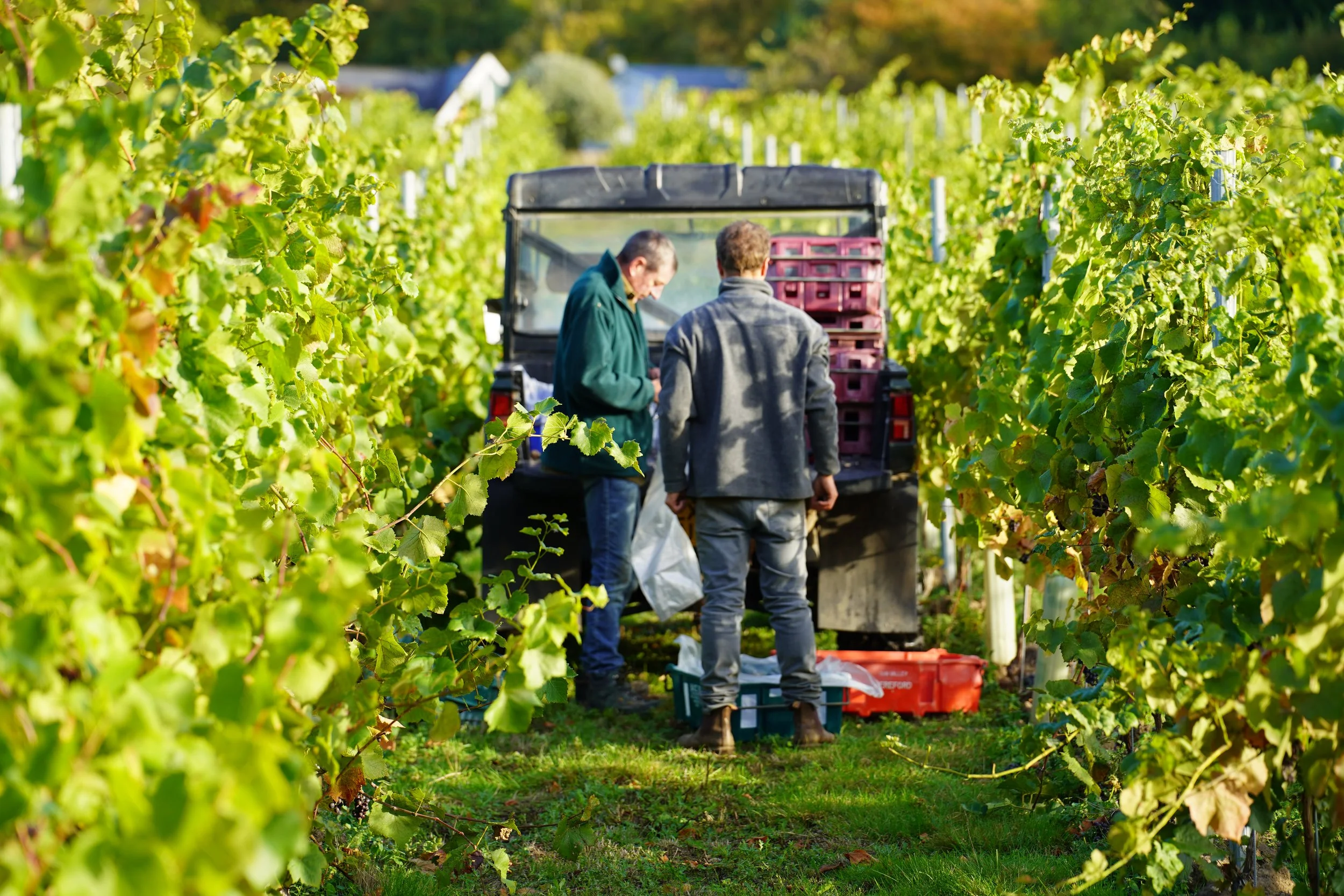 A vineyard update: a standout harvest year