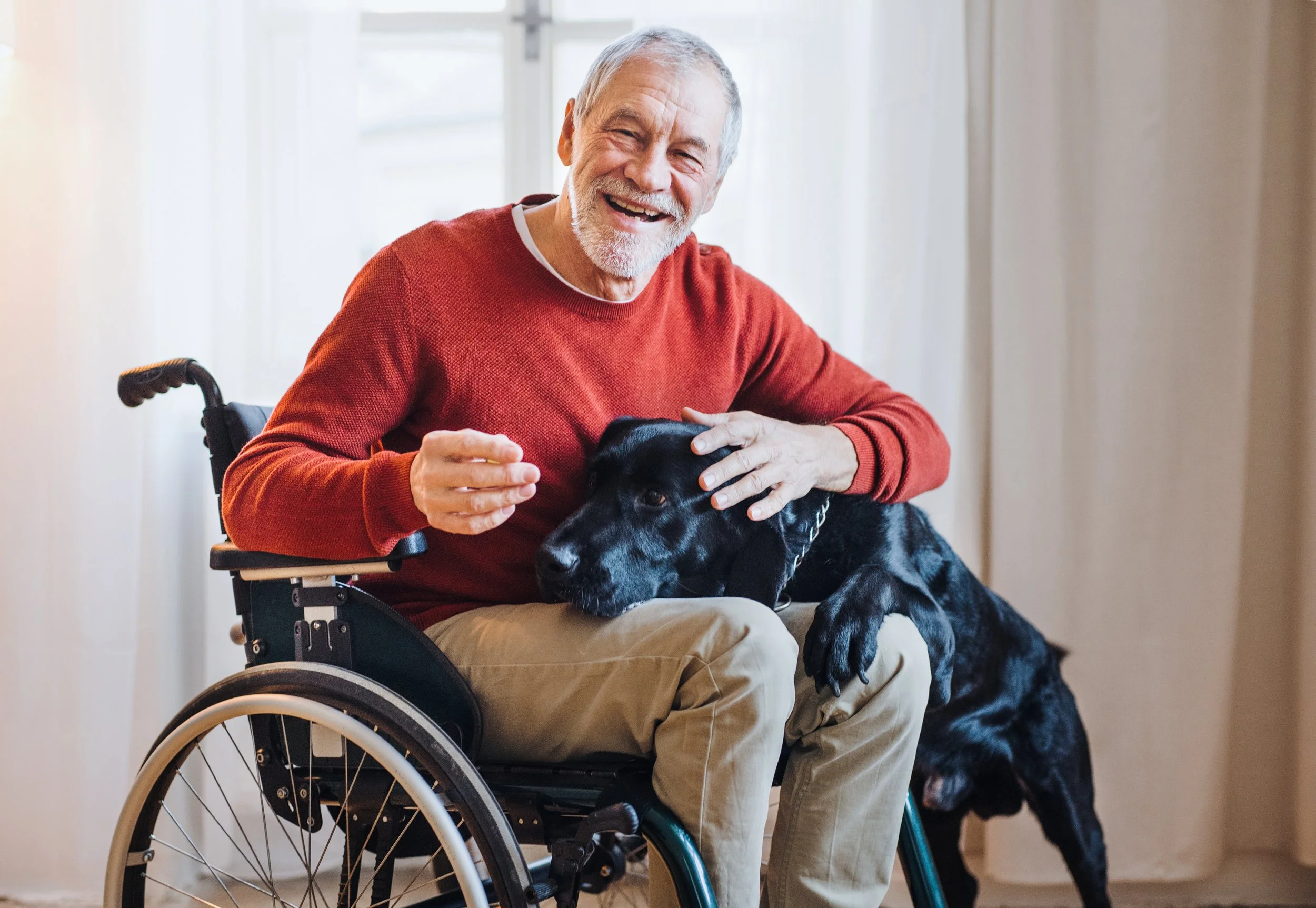 An elderly man in a red sweater sitting in a wheelchair, smiling, with a black Labrador dog resting its head on his lap.