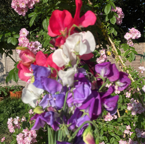 Screenshot 2025-07-31 at 15.16.47.png