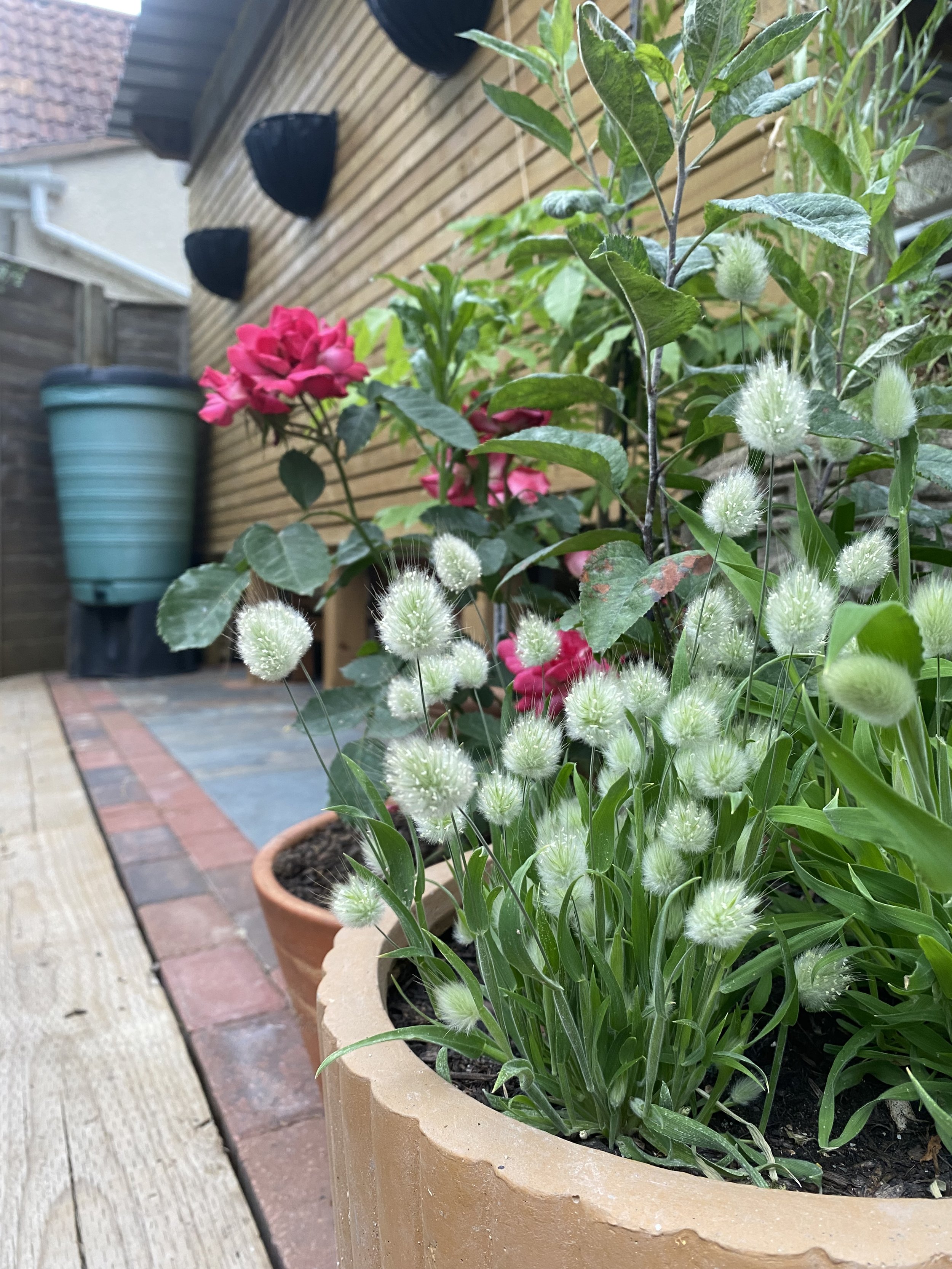A garden with flowering plants in containers, including green and white fluffy flowers and pink flowers, on a patio with bricks and wooden decking.