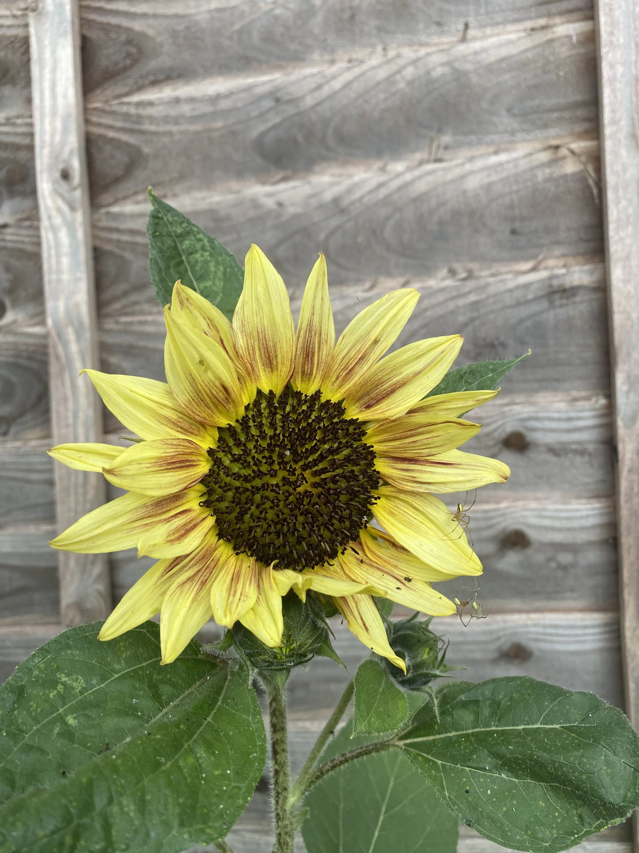 2025-06-21 08.23.41-1.jpg