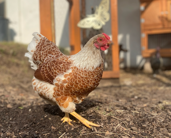 Screenshot 2026-04-25 at 19.24.53.png