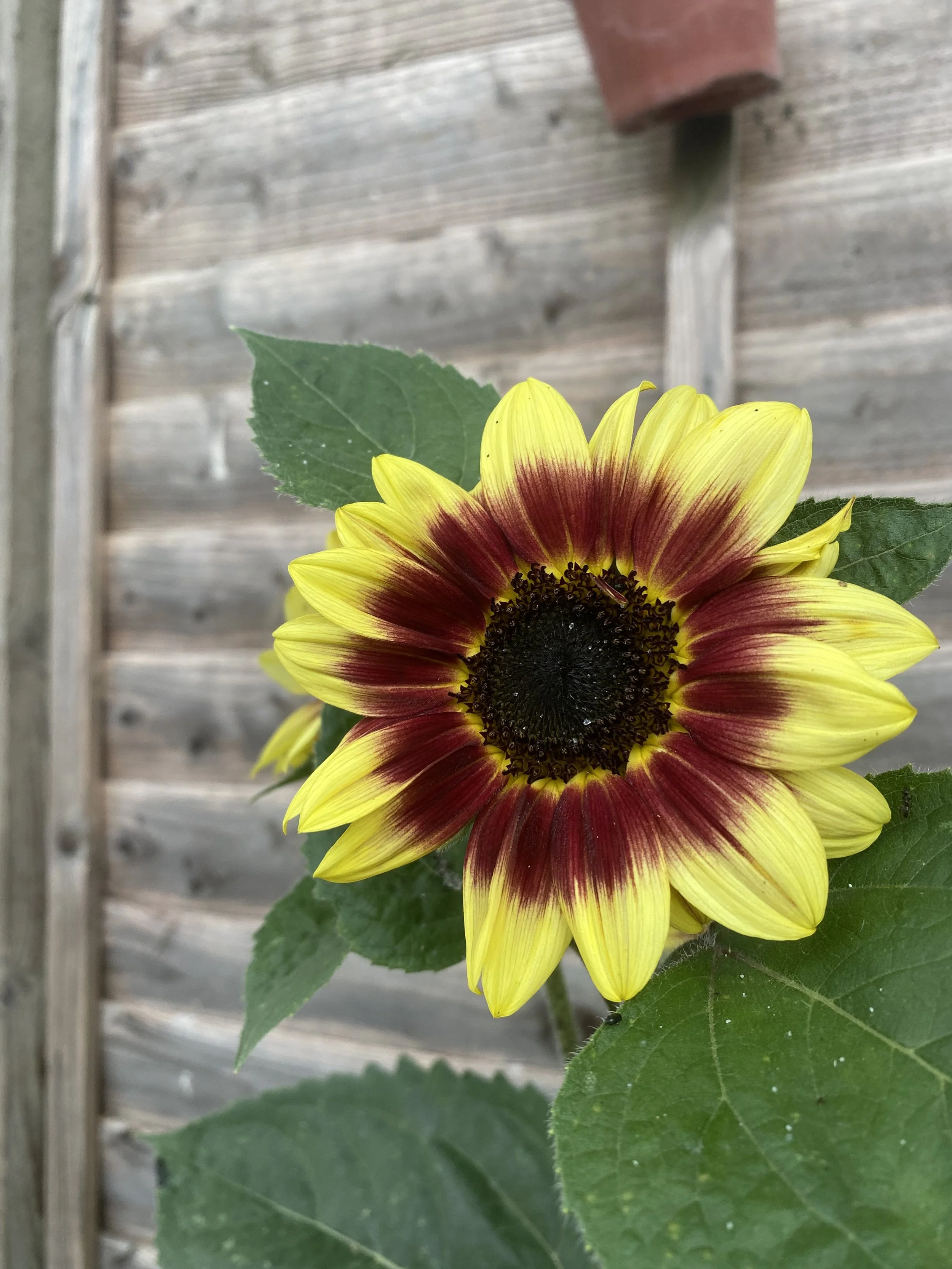 2025-06-21 08.23.36.jpg