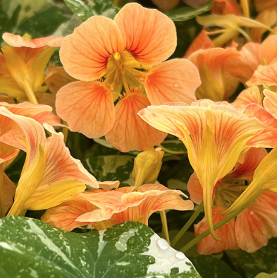 Screenshot 2025-06-24 at 19.44.38.png