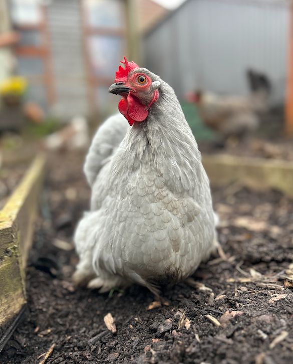 Screenshot 2026-04-25 at 19.28.14.png