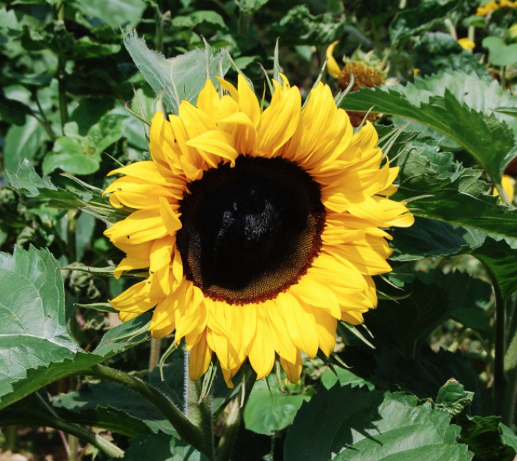 Screenshot 2025-07-31 at 14.57.59.png