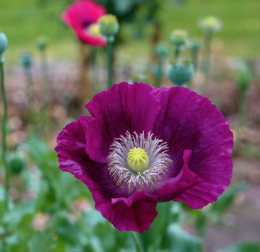 Screenshot 2025-07-31 at 14.37.34.png