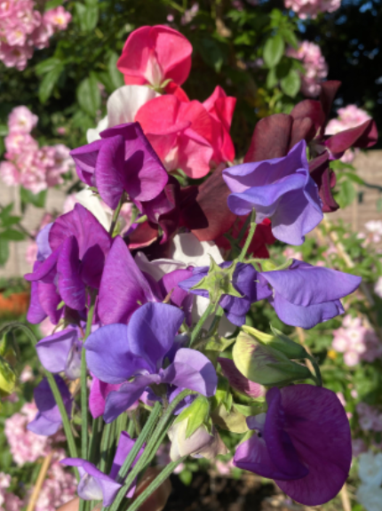 Screenshot 2025-07-31 at 15.17.53.png