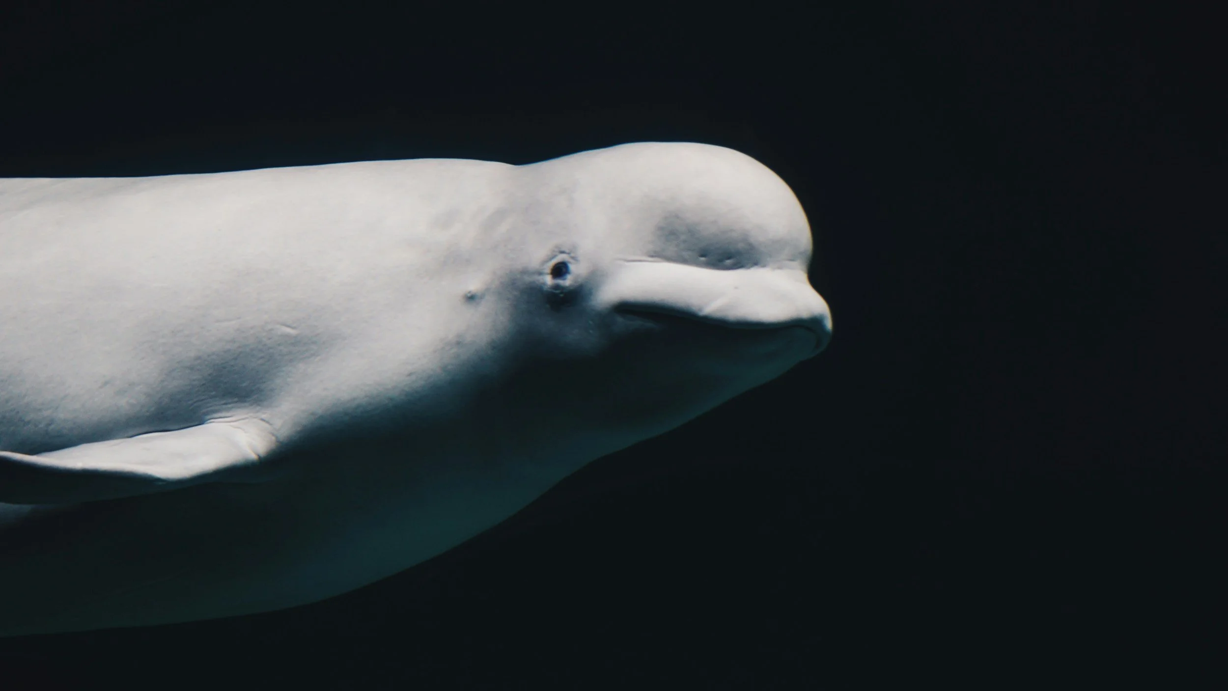 unsplash-image-djtZXyJkTU4.jpg