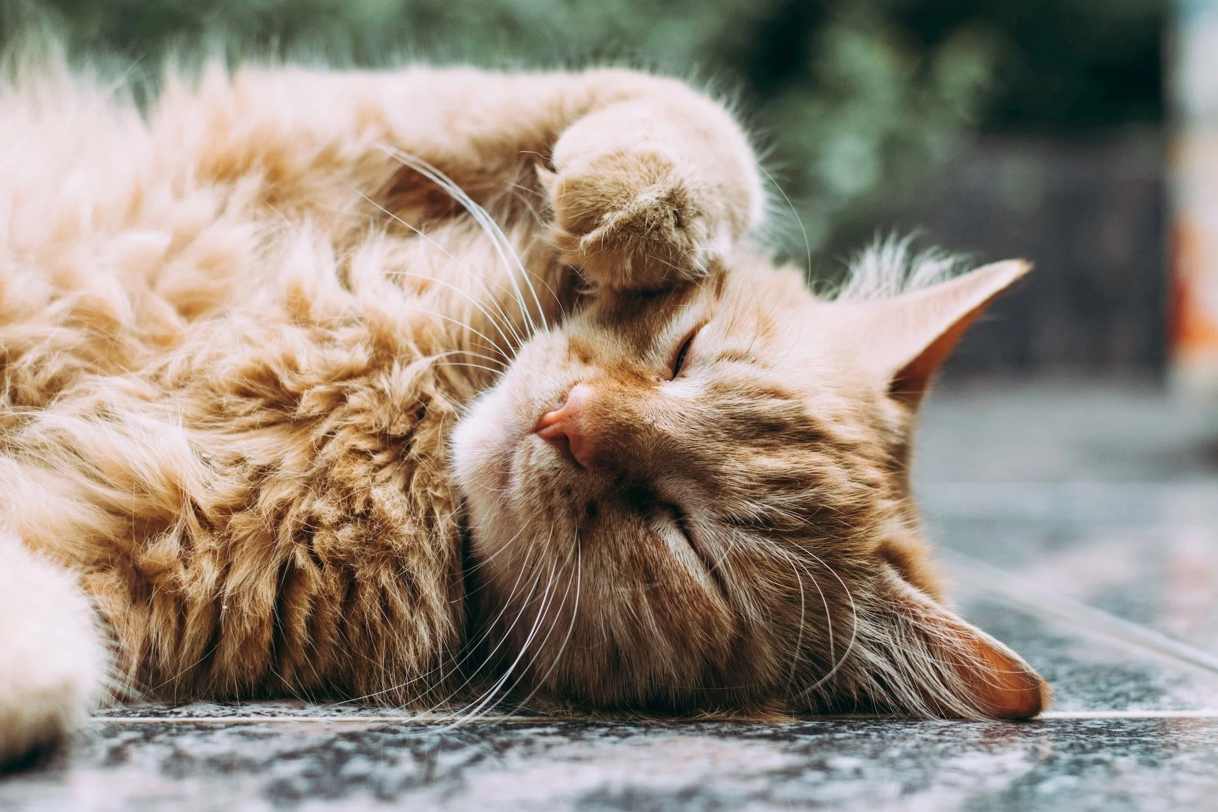 unsplash-image-9UUoGaaHtNE.jpg