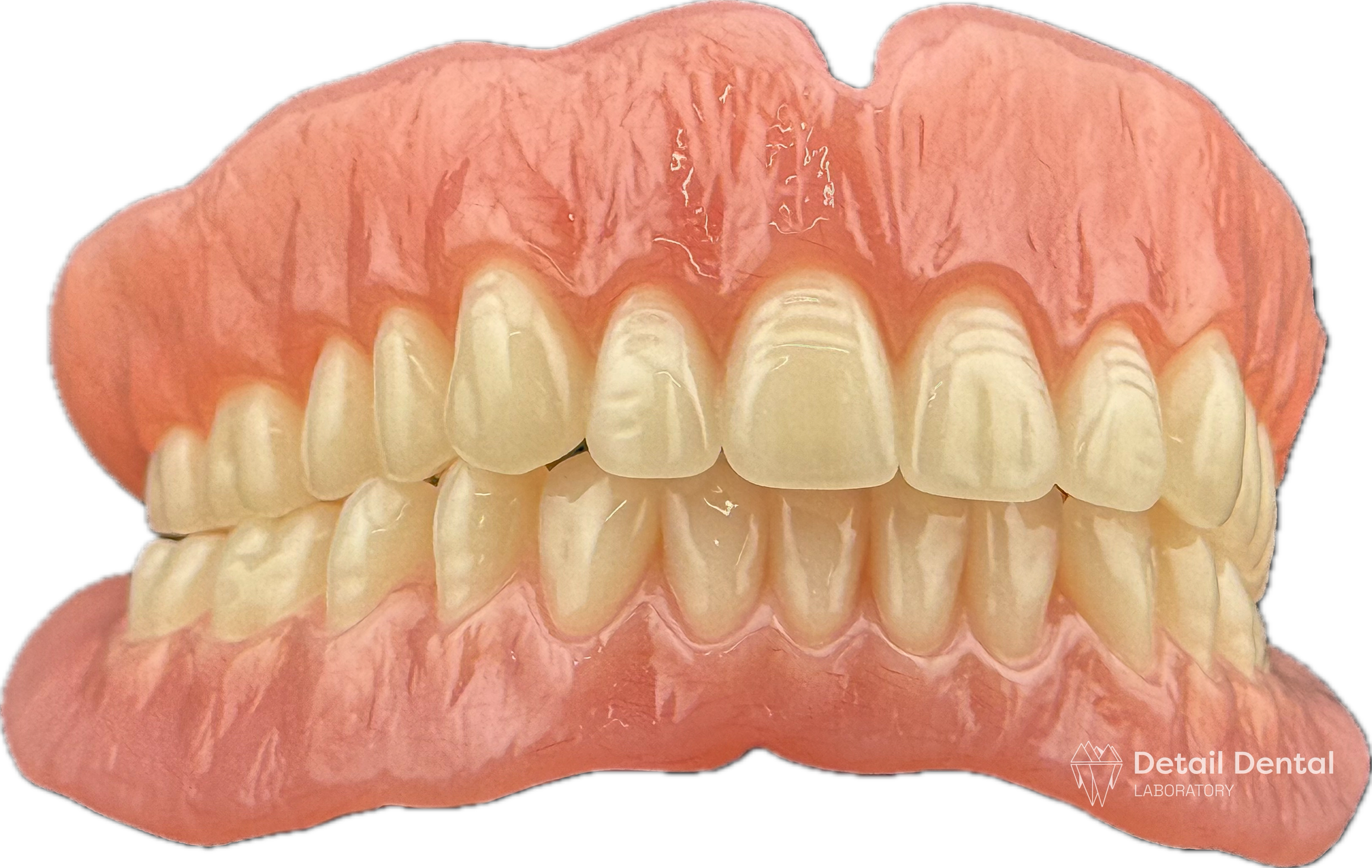 A dental model showing an upper and lower set of human teeth with detailed gum and enamel structure, labeled 'Detail Dental Laboratory'.