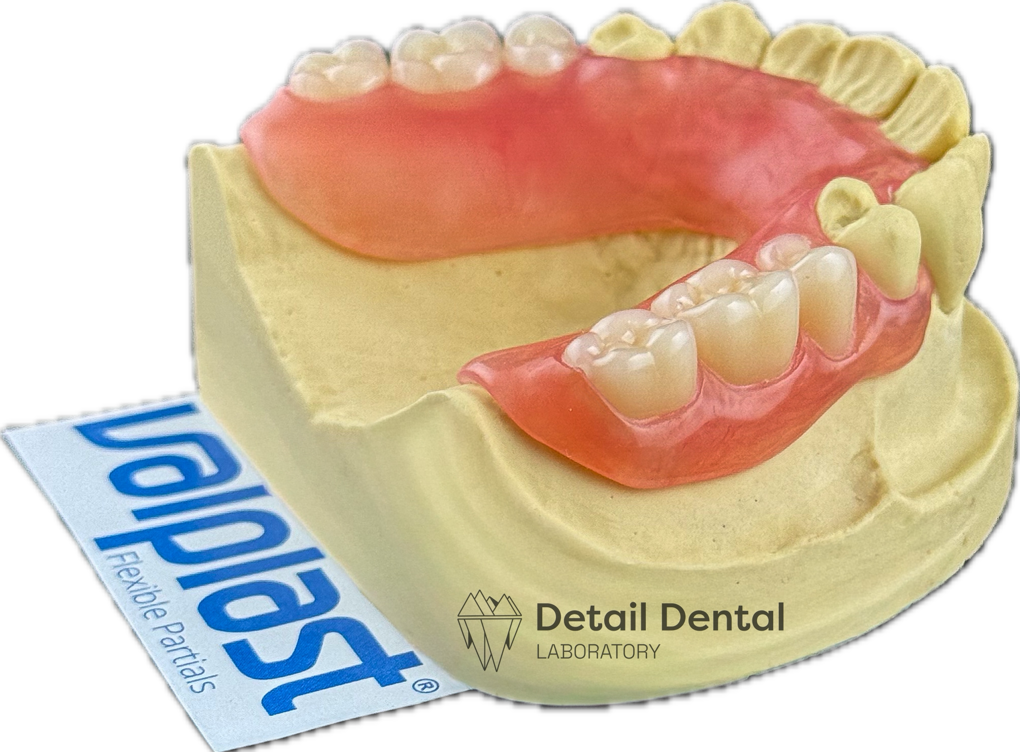 Dental model showing upper and lower teeth with pink gum tissue, part of a dental lab display by Detail Dental Laboratory and SaveASmile.