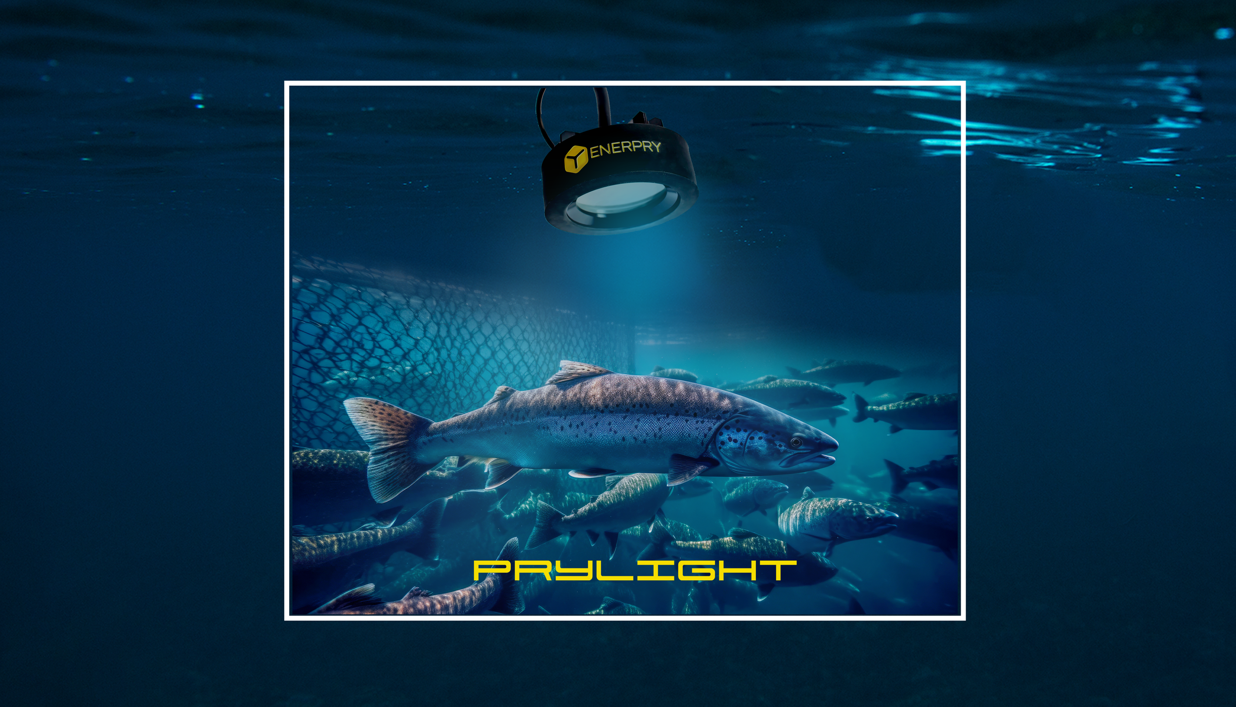 ¿Qué es el fotoperíodo en el cultivo de salmones?