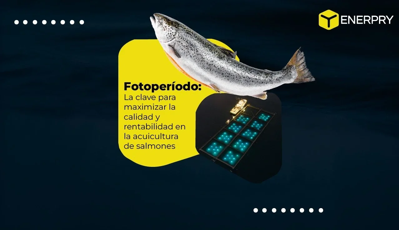 Fotoperíodo: La Clave para Maximizar la Calidad y Rentabilidad en la Acuicultura de Salmones