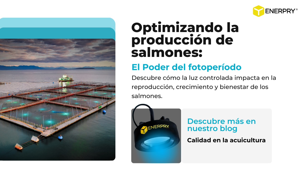 Optimizando la Producción de Salmones: Fotoperíodo y su Rol en la Calidad del Producto y la Salud de los Peces