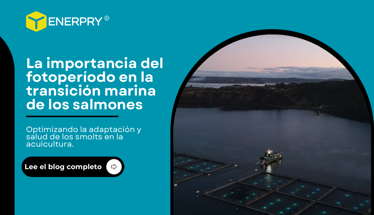 La Importancia de No Interrumpir el Fotoperíodo para Salmones en la Fase Marina