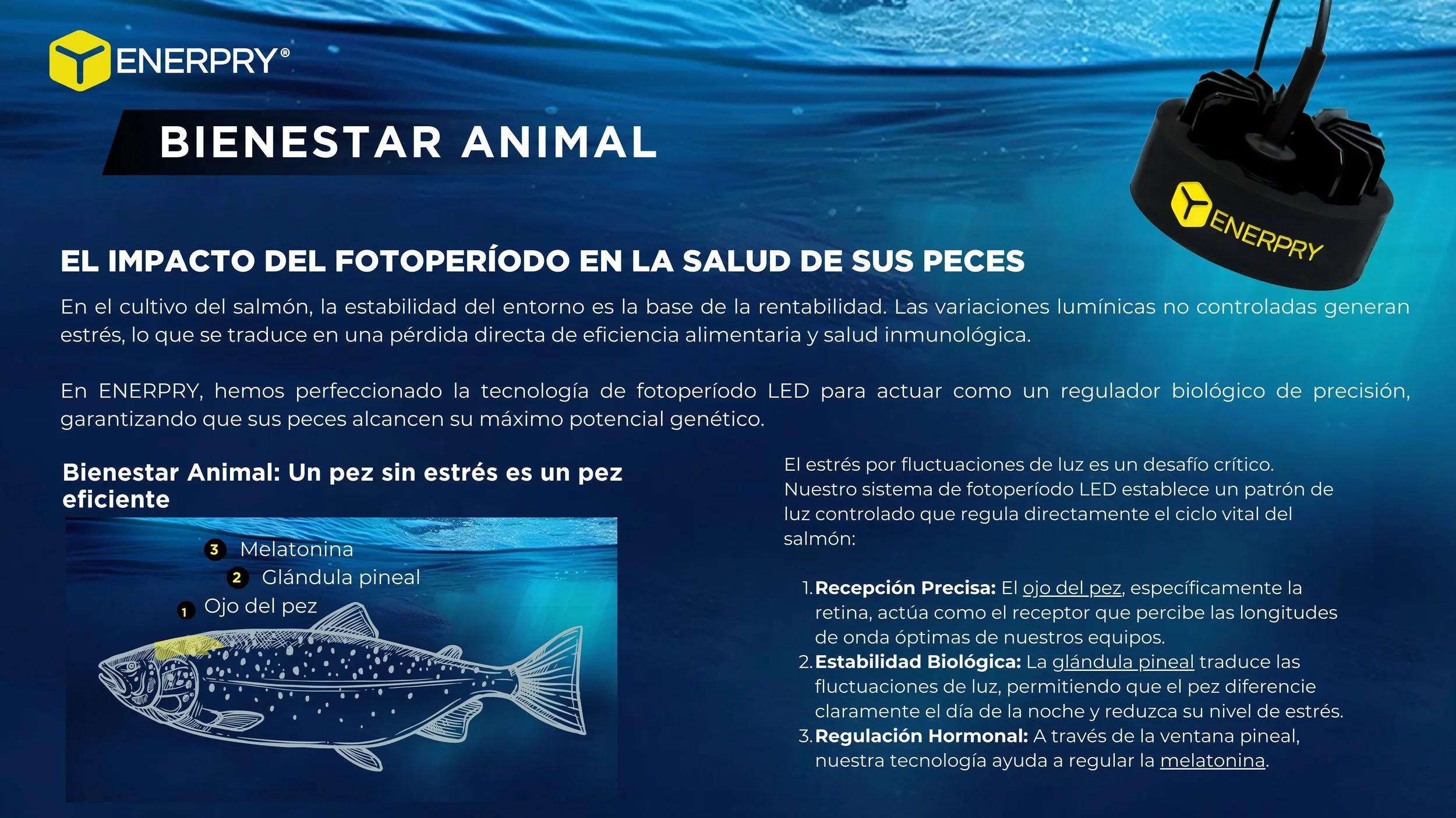 Estrés en Peces por Variación de Luz: Cómo el Fotoperíodo Estable Mejora el Bienestar Animal