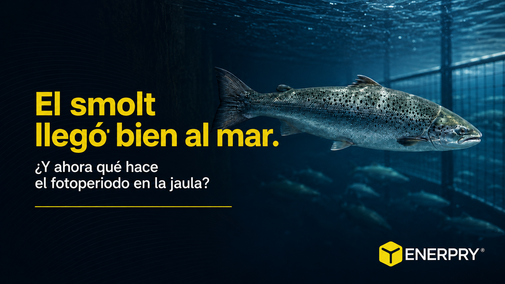 El smolt llegó bien al mar. Ahora todo depende del fotoperiodo en la jaula.