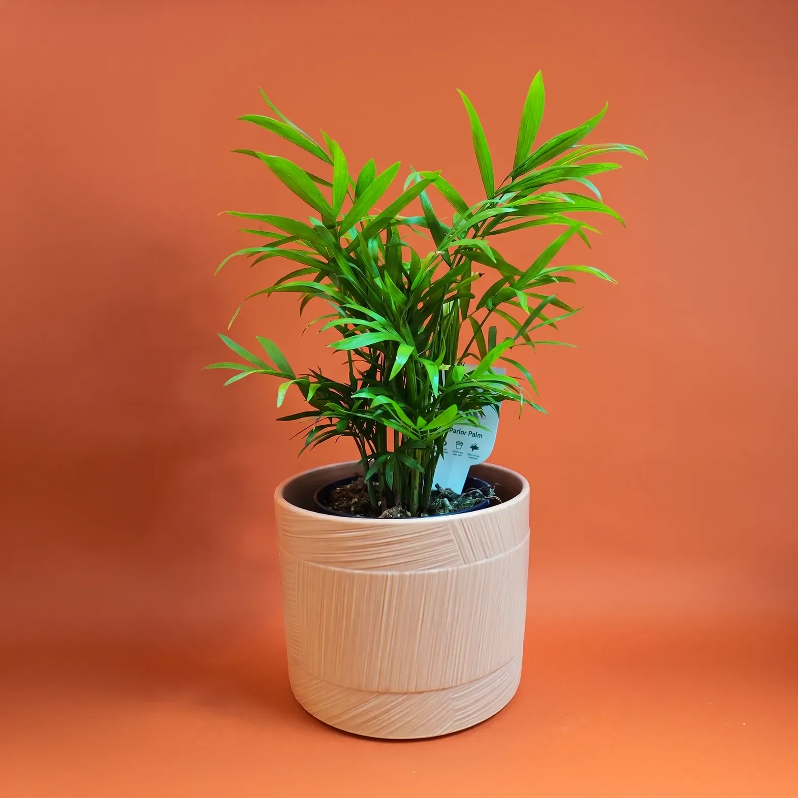 Parlour+Palm.png