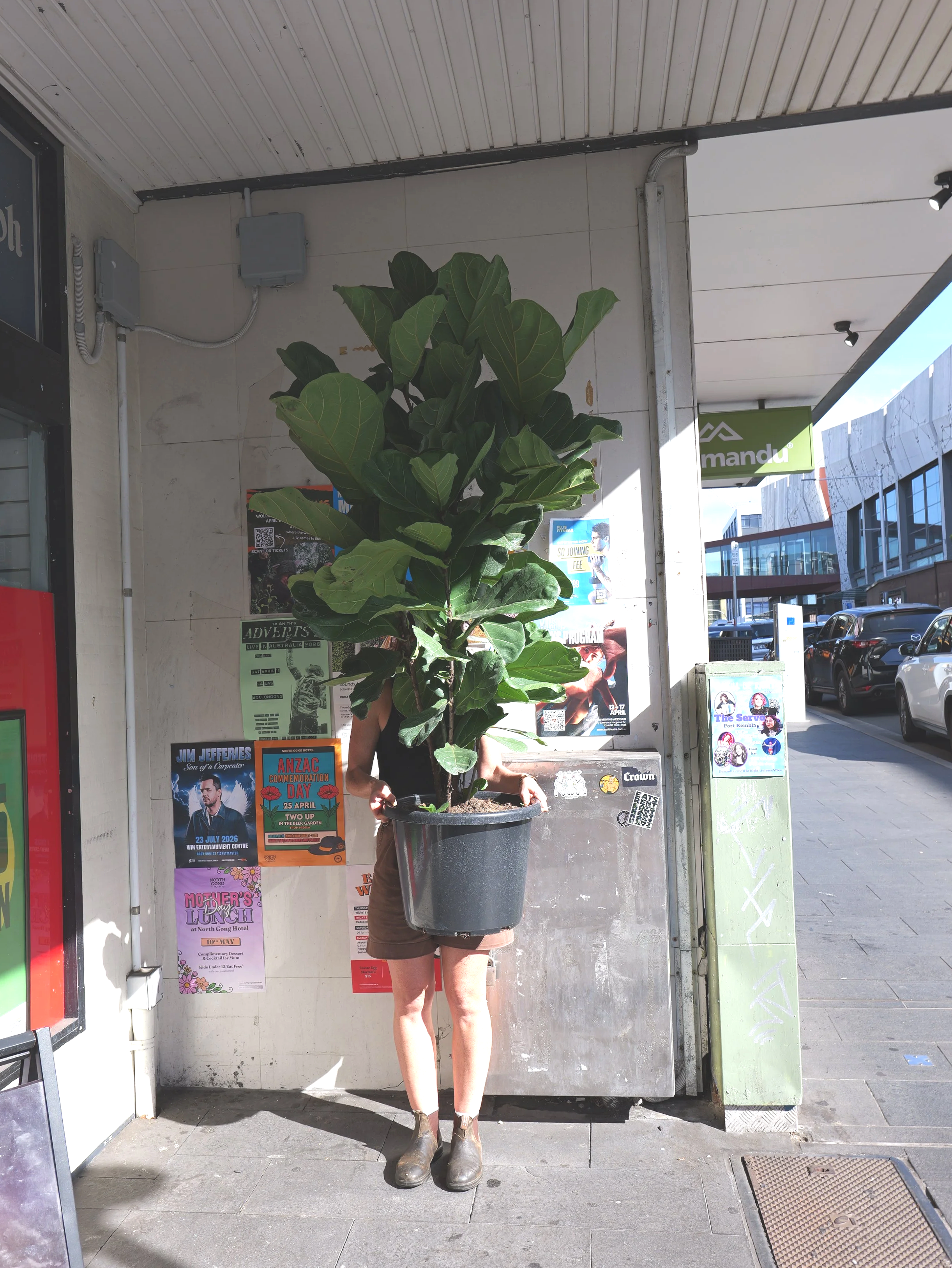 FIDDLE LEAF FIG