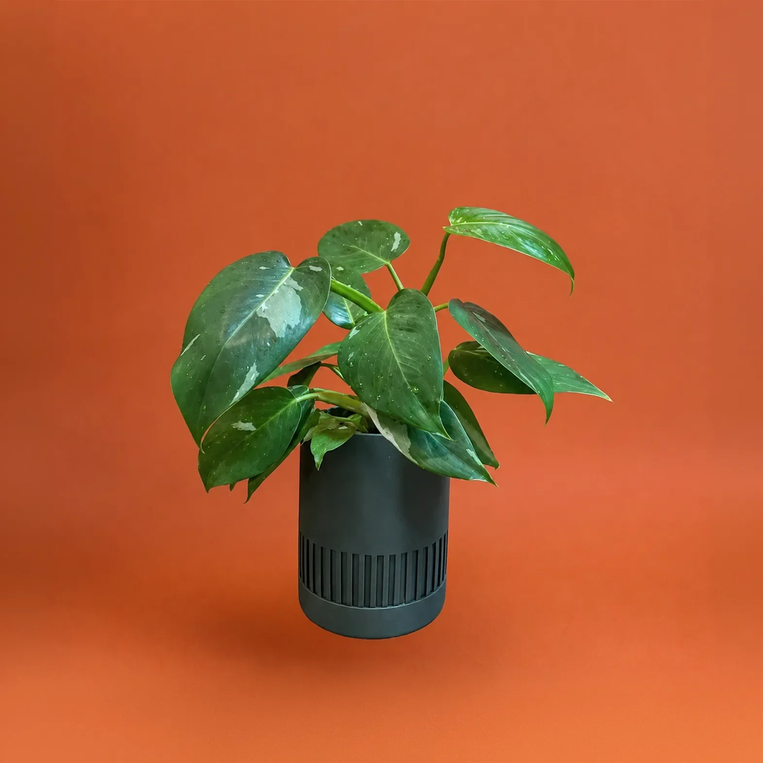 PHILODENDRON WHITE PRINCESS
