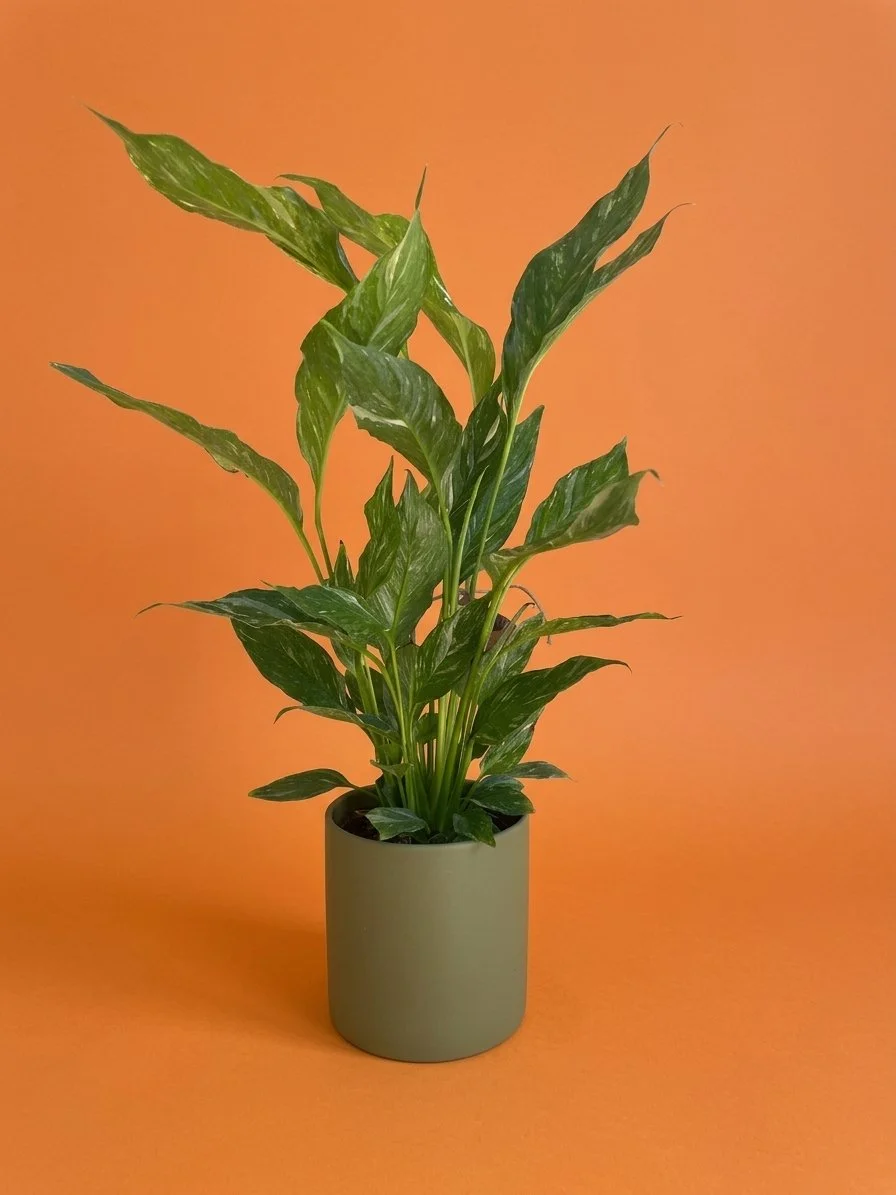 peach domino in olive pot.jpg