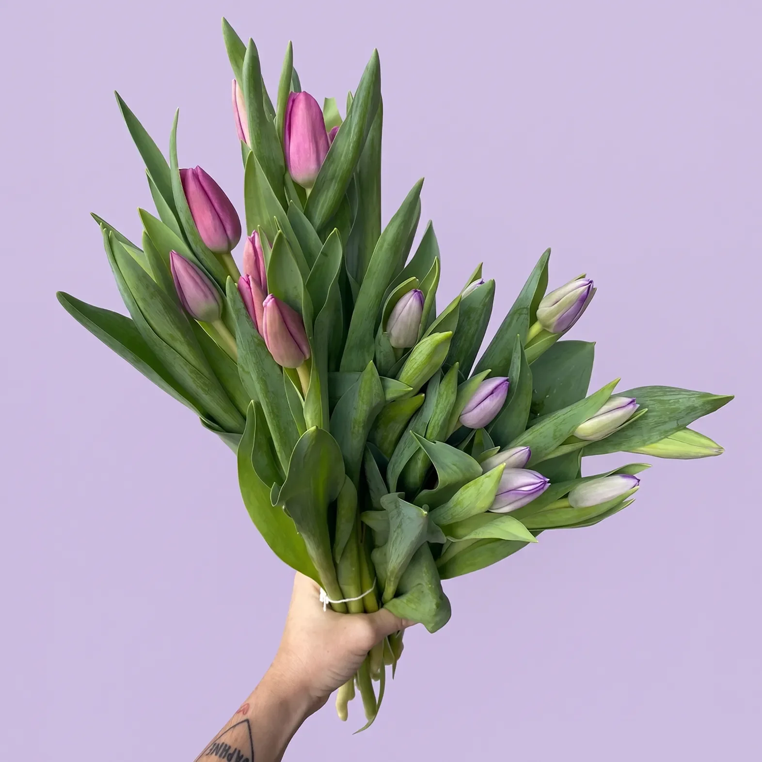Tulip 3.webp