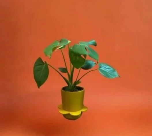 Monstera%2Bin%2BYellow%2Bspring%2Bpot.jpg