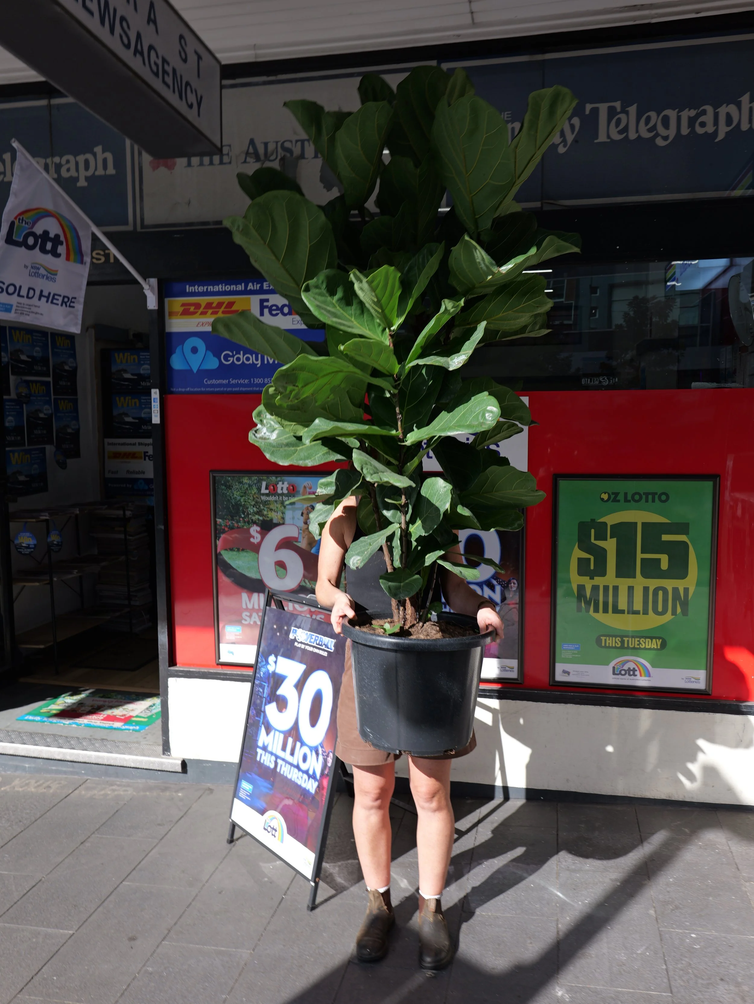 FIDDLE LEAF FIG