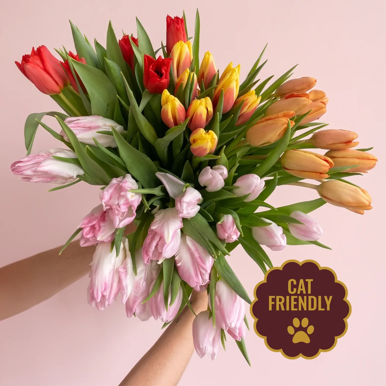 TULIPS