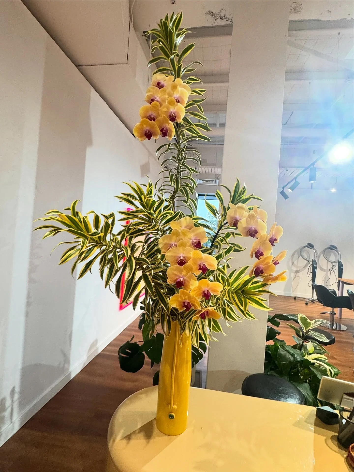 Stunning Work Places deserve STATEMENT Florals ! 

Draceana ✨ Song of India Paired with Natural Phalaenopsis Orchids ! Super Long Lasting. 

At the salon with the tallest ceilings @thehairlounge.fairymeadow 

CANNOT WAIT to create unique and Punchy F