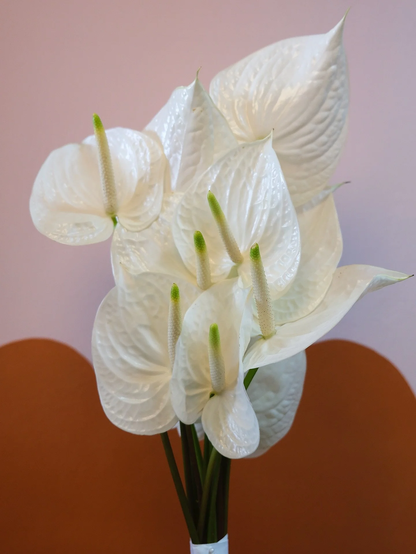 Finishing off 2025 With this Gorgeous Bouquet for a pre Wedding Shoot ! 

#wollongongwedding
#wollongongbride
#wollongonggroom
#illawarrawedding
#illawarraweddings
#southcoastwedding
#nswweddingflorist
#nswweddingstyling
#weddinginspo
#australianwedd