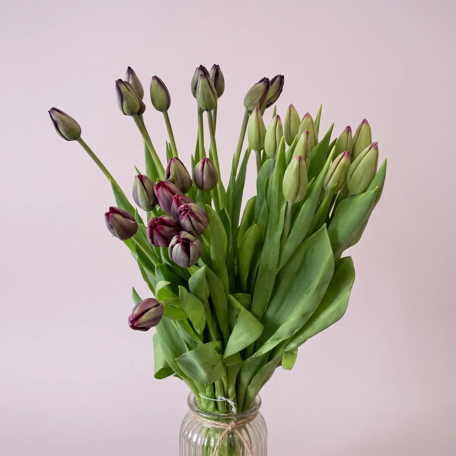 Tulip 4.webp